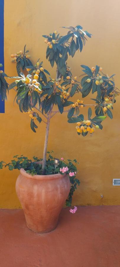Casa Maestro Lelo - Acogedora Casa Rural Canaria Con Patios Y Jardines De Flores لاس بالماس دي غران كاناريا المظهر الخارجي الصورة
