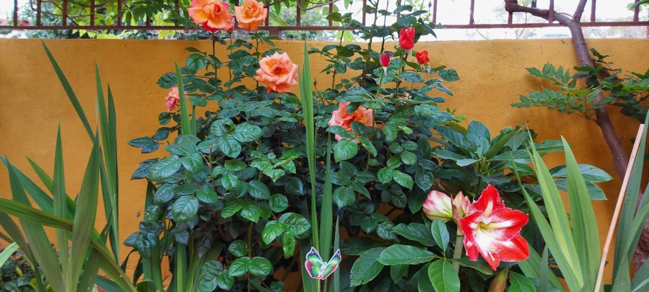 Casa Maestro Lelo - Acogedora Casa Rural Canaria Con Patios Y Jardines De Flores لاس بالماس دي غران كاناريا المظهر الخارجي الصورة